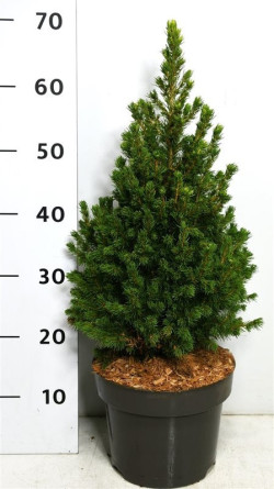 Eglė baltoji (Lot Picea gl.) 'Rainbow's End' C5/P23 30-40 CM | EGLĖS | SPYGLIUOČIAI