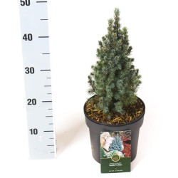 Eglė baltoji (Lot Picea gl.) 'Sander's Blue' C2,5/P18 20-25 CM | EGLĖS | SPYGLIUOČIAI