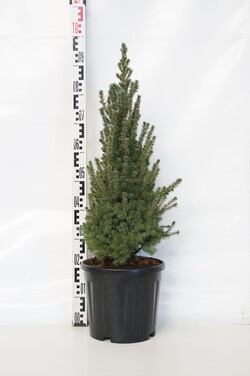 Eglė baltoji (Lot Picea gl.) 'Sander's Blue' C10 50-60 CM