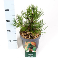Pušis baltažievė (Lot Pinus heldreichii) 'Compact Gem' C2,5/P18 25-30 CM
