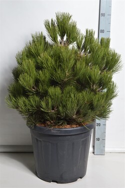 Pušis baltažievė (Lot Pinus heldreichii) 'Compact Gem' C30 50-60 CM EXTRA - nuotrauka 1