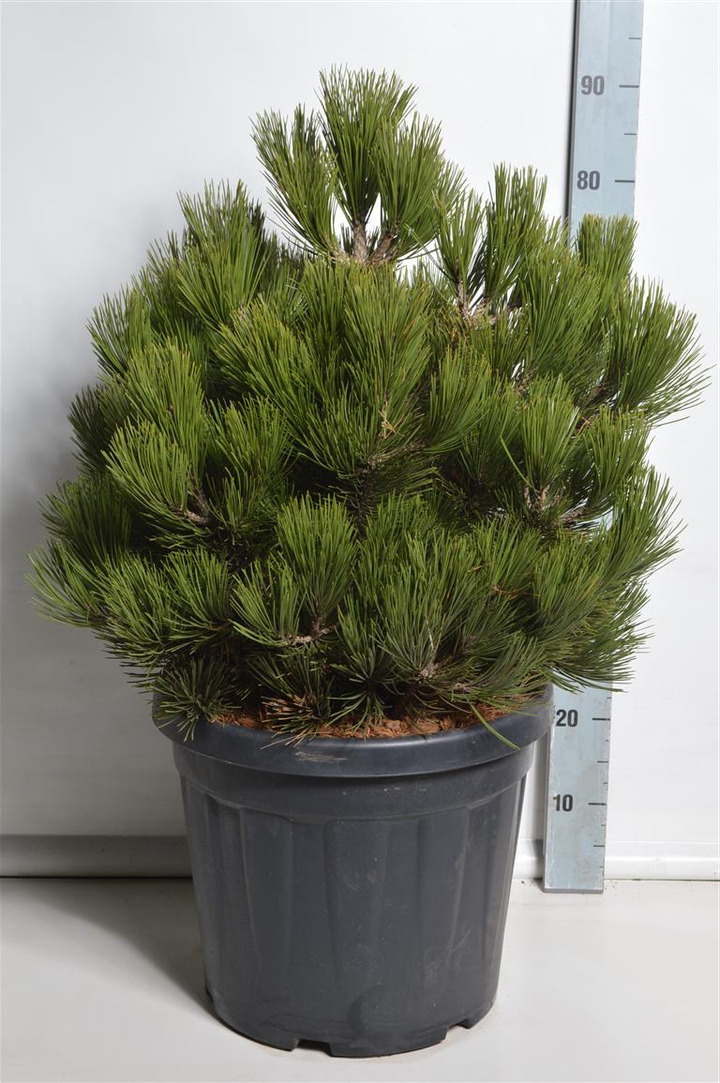 Pušis baltažievė (Lot Pinus heldreichii) 'Compact Gem' C30 50-60 CM EXTRA