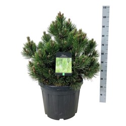 Pušis baltažievė (Lot Pinus heldreichii) 'Compact Gem' C30 50-60 CM EXTRA - nuotrauka 2