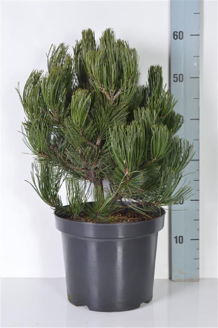 Pušis baltažievė (Lot Pinus heldreichii) 'Malinki' C7,5/P26 40-50 CM | PUŠYS | SPYGLIUOČIAI