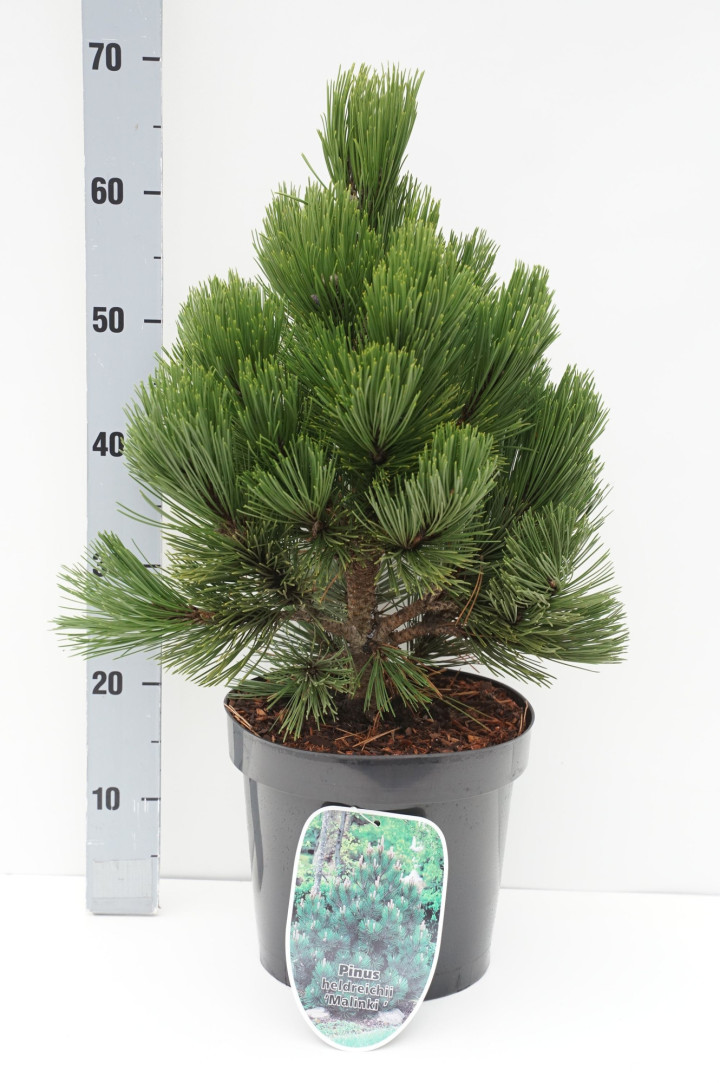 Pušis baltažievė (Lot Pinus heldreichii) 'Malinki' C7,5/P26 40-50 CM *