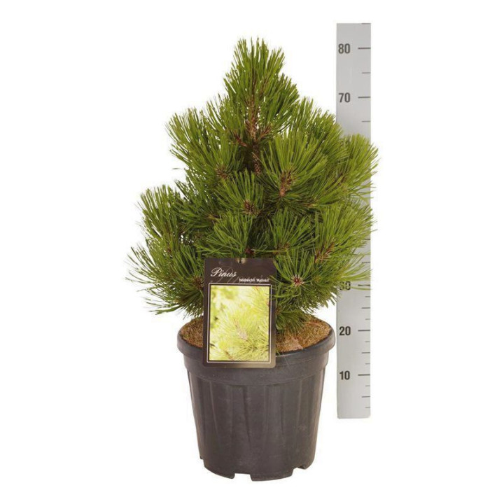 Pušis baltažievė (Lot Pinus heldreichii) 'Malinki' C15 40-50 CM