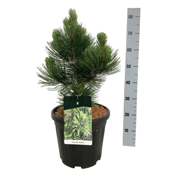 Pušis baltažievė (Lot Pinus heldreichii) 'Malinki' C15 40-50 CM