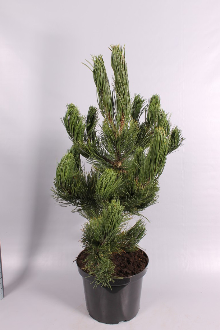 Pušis baltažievė (Lot Pinus heldreichii) 'Satellit' C7,5/P26 40-50 CM *