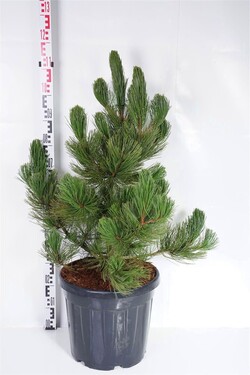 Pušis baltažievė (Lot Pinus heldreichii) 'Satellit' C30 60-80 CM EXTRA - nuotrauka 1
