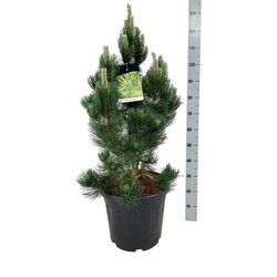 Pušis baltažievė (Lot Pinus heldreichii) 'Satellit' C30 60-80 CM EXTRA - nuotrauka 2