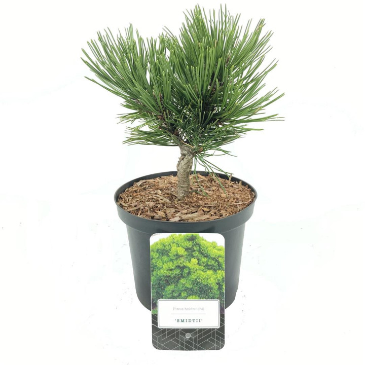 Pušis baltažievė (Lot Pinus heldr.) 'Schmidtii' C2,5/P18 15-20 CM | PUŠYS | SPYGLIUOČIAI