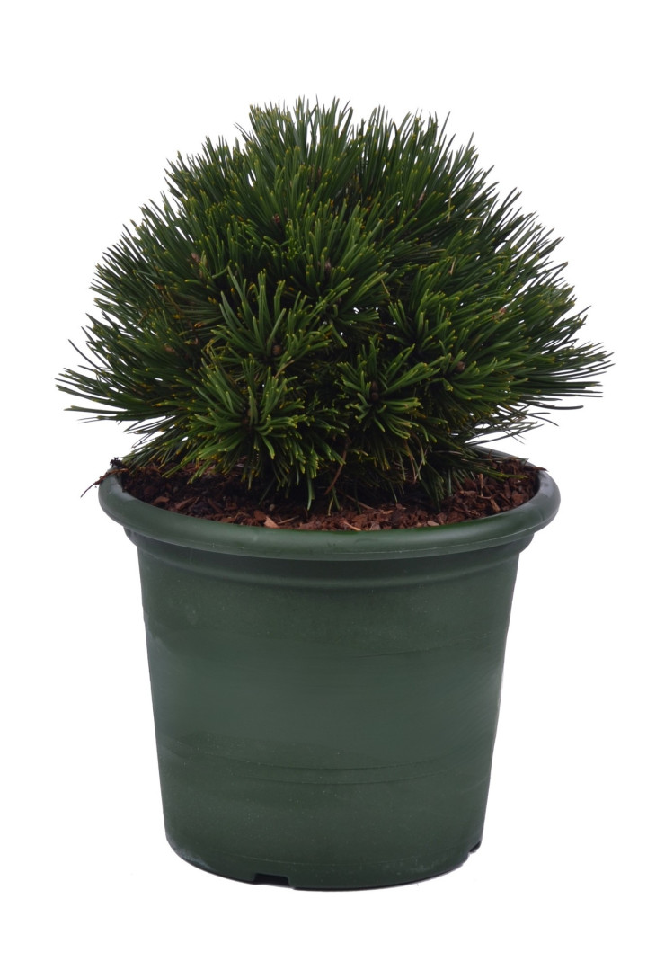 Pušis baltažievė (Lot Pinus heldr.) 'Schmidtii' C5/P23 20-25 CM