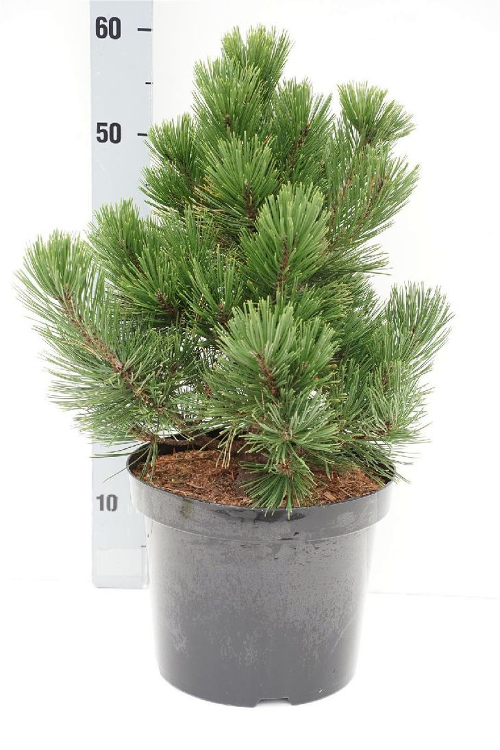 Pušis baltažievė (Lot Pinus held.) 'Zwerg Schneverdingen' C7,5/P26 40-50 CM | PUŠYS | SPYGLIUOČIAI