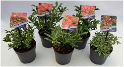 Bereinutis MIX (Lot Pieris in)  C1/P13 15-20 CM
