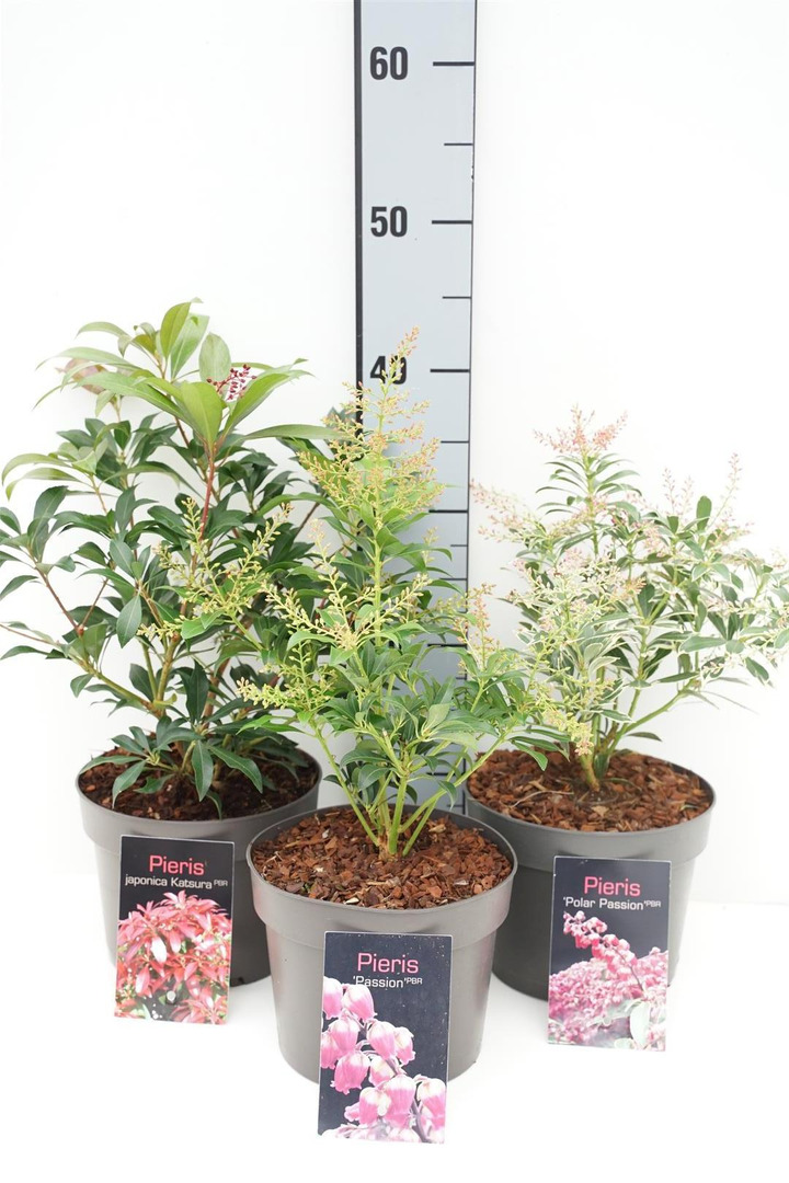 Bereinutis MIX (Lot Pieris in)  C2/P17 25/+ CM 3x10 'Passion', 'Polar Passion' & 'Katsura'