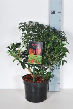 Bereinutis japoninis (Lot Pieris jap.) 'Bonfire' C2/P17 20-25 CM | KITI KRŪMAI | KRŪMAI