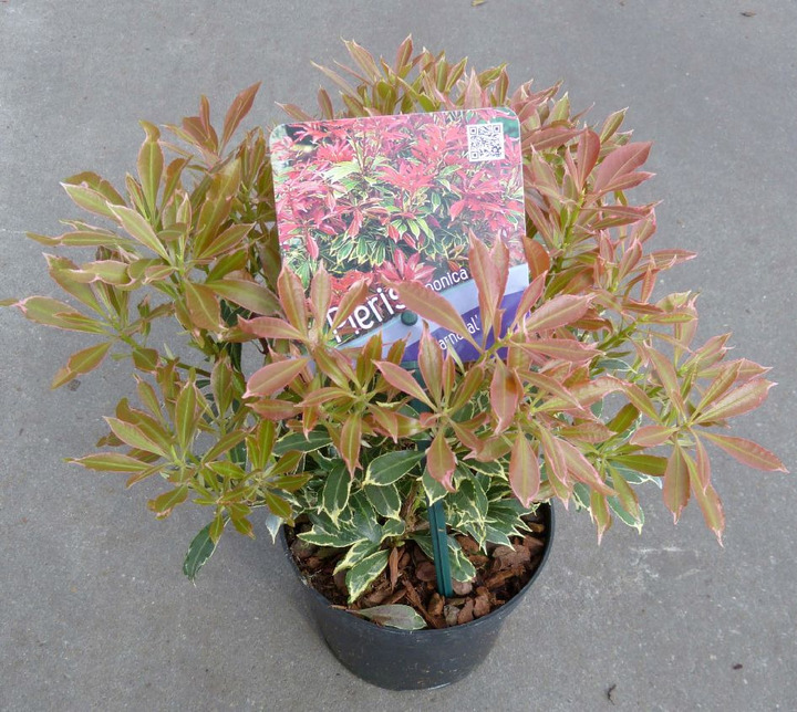 Bereinutis japoninis (Lot Pieris jap.) 'Carnaval' C1/P13 15-20 CM