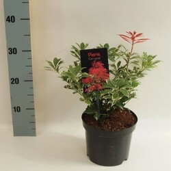 Bereinutis japoninis (Lot Pieris jap.) 'Carnaval' C2/P17 20-25 CM | KITI KRŪMAI | KRŪMAI