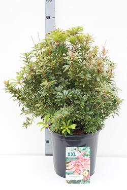 Bereinutis japoninis (Lot Pieris jap.) 'Carnaval' C15 50-60 CM