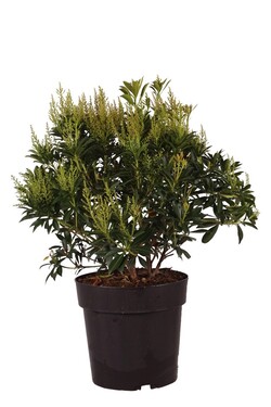 Bereinutis japoninis (Lot Pieris jap.) 'Debutante' C5/P23 40-50 CM