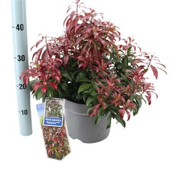 Bereinutis japoninis (Lot Pieris jap.) 'Katsura' C5/P23 30-40 CM | KITI KRŪMAI | KRŪMAI