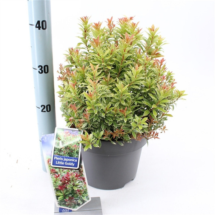 Bereinutis japoninis (Lot Pieris jap.) 'Little Goldy' C5/P23 30-40 CM