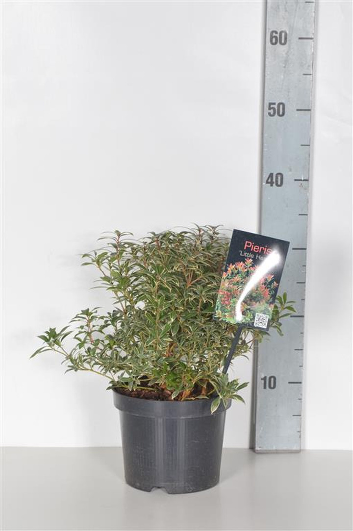 Bereinutis japoninis (Lot Pieris jap.) 'Little Heath' C2/P17 20-25 CM | KITI KRŪMAI | KRŪMAI