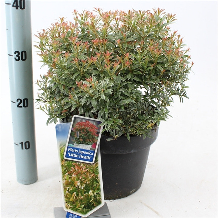 Bereinutis japoninis (Lot Pieris jap.) 'Little Heath' C5/P23 30-40 CM | KITI KRŪMAI | KRŪMAI