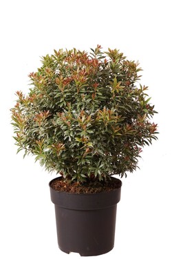 Bereinutis japoninis (Lot Pieris jap.) 'Little Heath' C5/P23 40-50 CM | KITI KRŪMAI | KRŪMAI