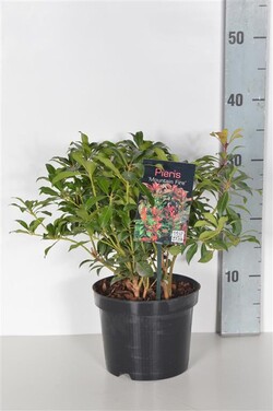 Bereinutis japoninis (Lot Pieris jap.) 'Mountain Fire' C2/P17 20-25 CM | KITI KRŪMAI | KRŪMAI
