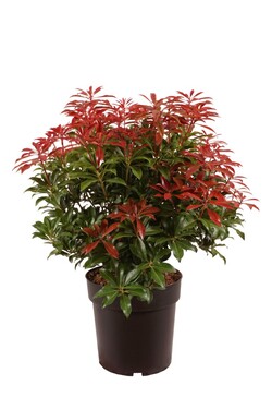 Bereinutis japoninis (Lot Pieris jap.) 'Mountain Fire' C5/P23 40-50 CM