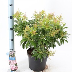 Bereinutis japoninis (Lot Pieris jap.) 'Polar Passion' C5/P23 30-40 CM | KITI KRŪMAI | KRŪMAI