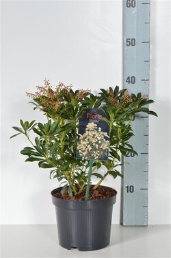 Bereinutis japoninis (Lot Pieris jap.) 'Purity' C2/P17 20-25 CM | KITI KRŪMAI | KRŪMAI