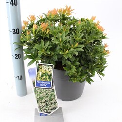 Bereinutis japoninis (Lot Pieris jap.) 'Purity' C5/P23 30-40 CM