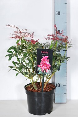 Bereinutis japoninis (Lot Pieris jap.) 'Ralto' C2/P17 20-25 CM | KITI KRŪMAI | KRŪMAI