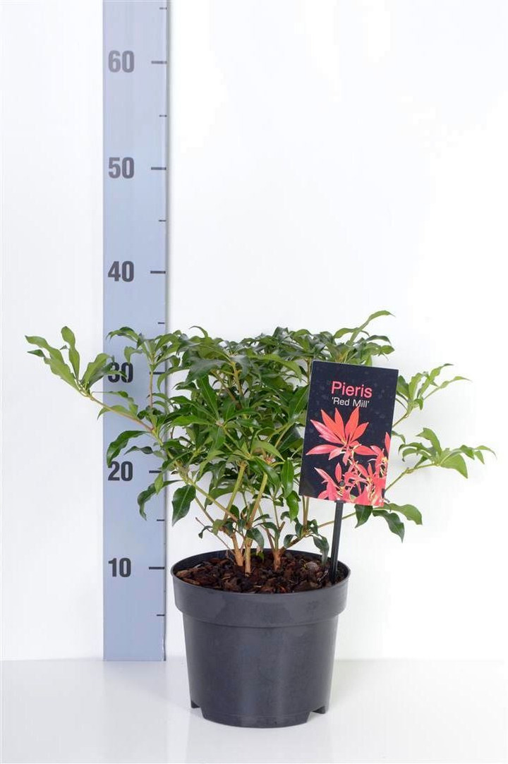 Bereinutis japoninis (Lot Pieris jap.) 'Red Mill' C2/P17 20-25 CM | KITI KRŪMAI | KRŪMAI