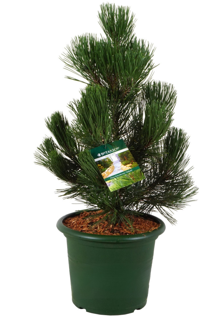 Pušis baltažievė (Lot Pinus leuc.) 'Malinky' C5/P23 30-40 CM | PUŠYS | SPYGLIUOČIAI