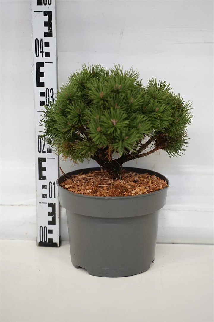 Pušis kalninė (Lot Pinus mugo) 'Allgau' C5/P23 30-35 CM