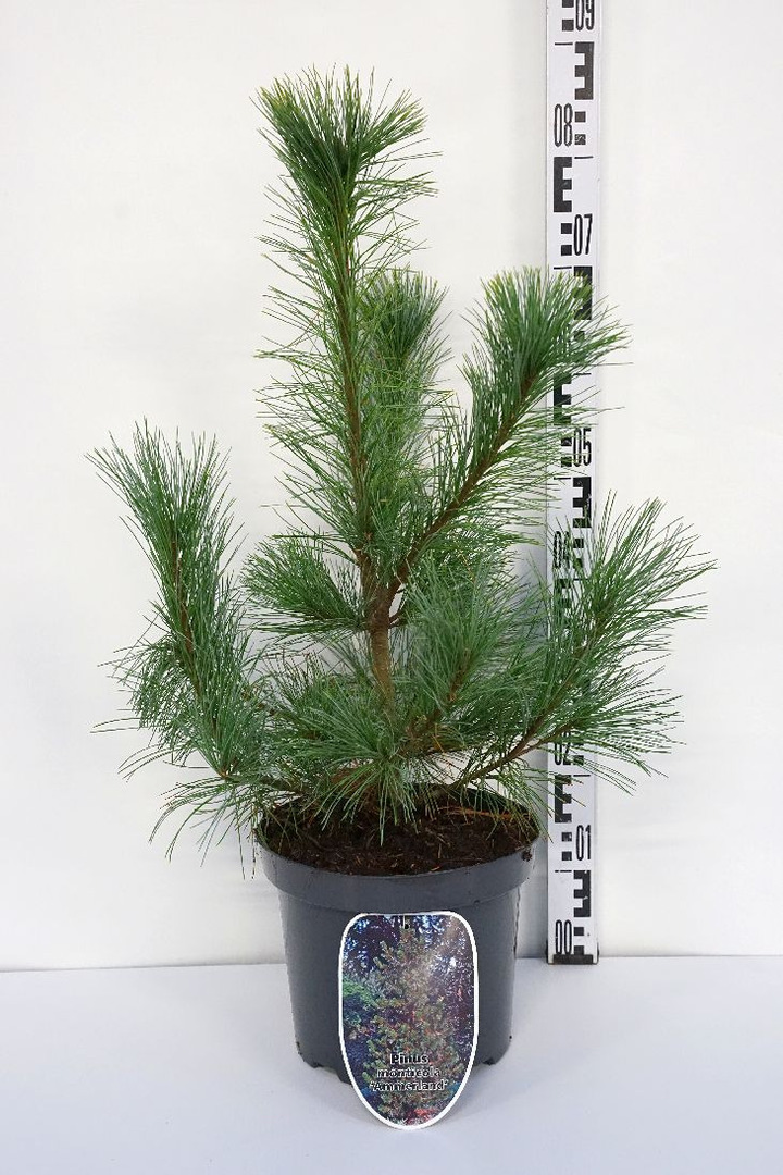 Pušis kalvinė (Lot Pinus monticola) 'Ammerland' C7,5/P26 50-60 CM