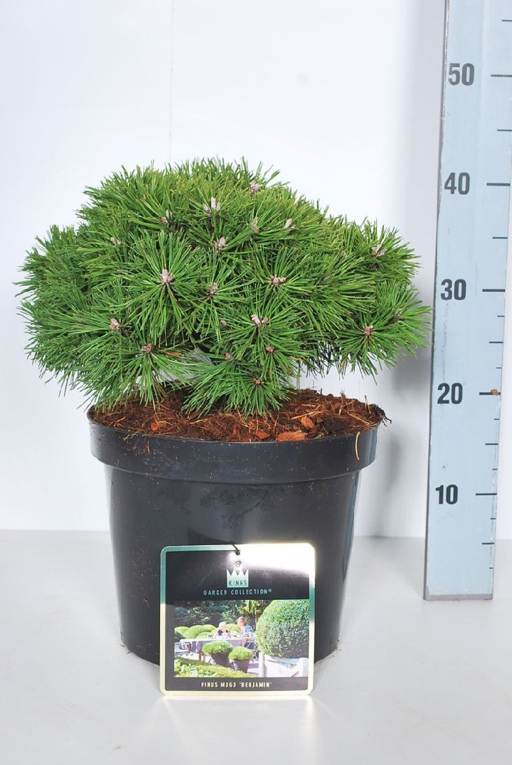 Pušis kalninė (Lot Pinus mugo) 'Benjamin' C7,5/P26 25-30 CM | PUŠYS | SPYGLIUOČIAI