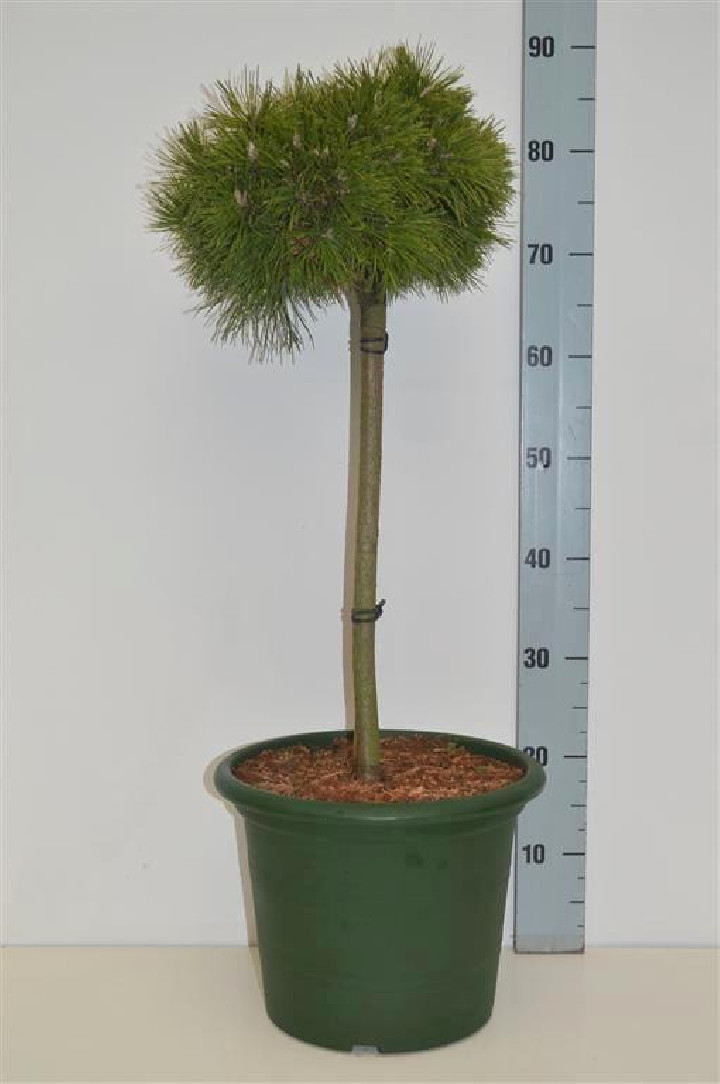 Pušis kalninė (Lot Pinus mugo) 'Benjamin' C10 STIEBAS 40 CM