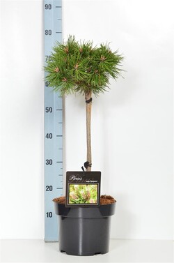 Pušis kalninė (Lot Pinus mugo) 'Benjamin' C5/P23 KOTAS 40 CM | PUŠYS | SPYGLIUOČIAI