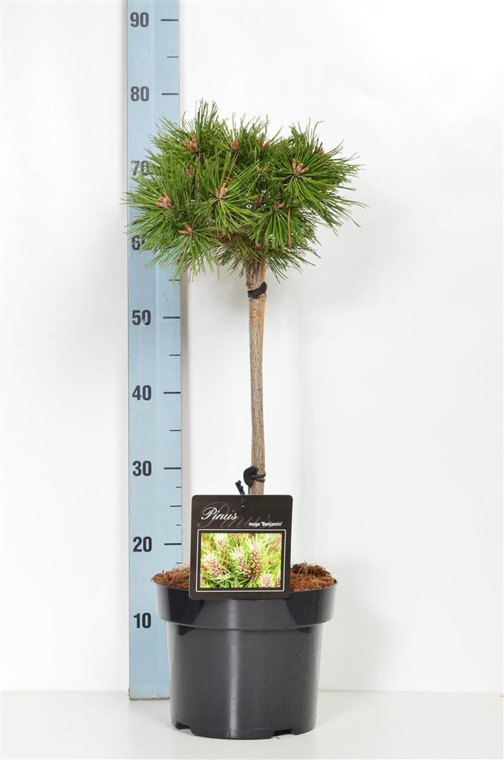 Pušis kalninė (Lot Pinus mugo) 'Benjamin' C5/P23 KOTAS 40 CM | PUŠYS | SPYGLIUOČIAI