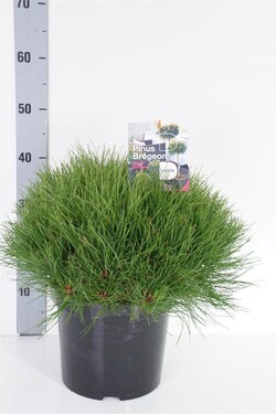 Pušis (Lot Pinus) 'Marie Bregeon' C7,5/P26 30-40 CM | PUŠYS | SPYGLIUOČIAI