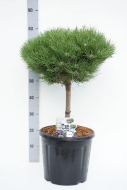 Pušis (Lot Pinus) 'Marie Bregeon' 20 CM STEM C15