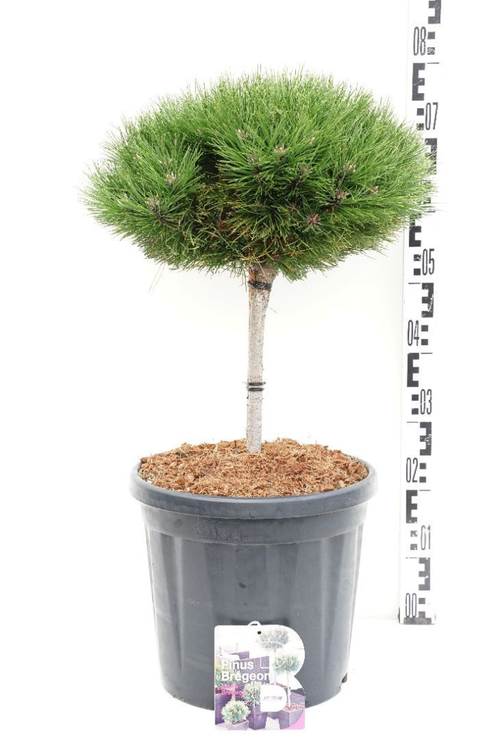 Pušis (Lot Pinus) 'Marie Bregeon' C20 KOTAS 20 CM | PUŠYS | SPYGLIUOČIAI