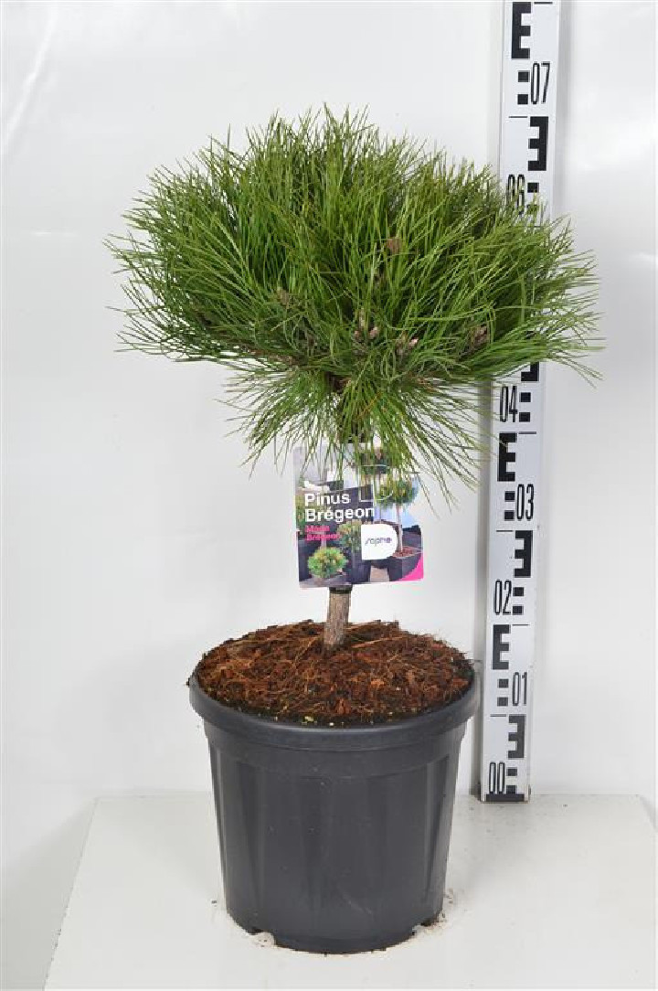 Pušis (Lot Pinus) 'Marie Bregeon' C7,5/P26 STIEBAS 20 CM