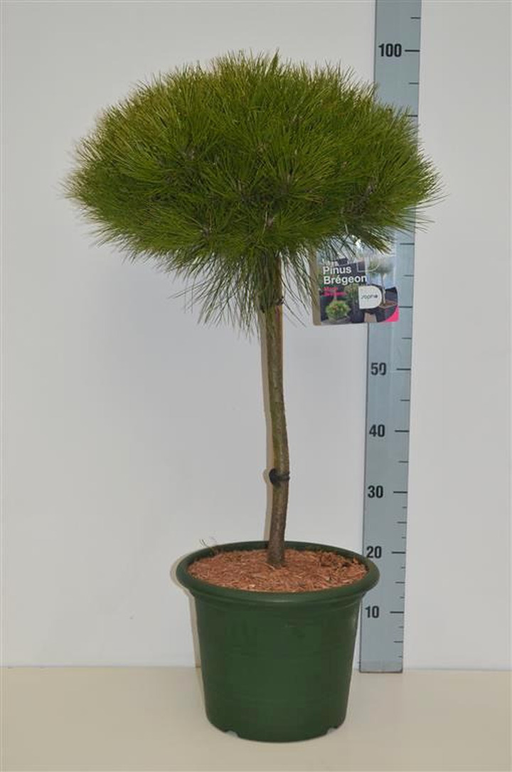 Pušis (Lot Pinus) 'Marie Bregeon' C10 STIEBAS 40 CM