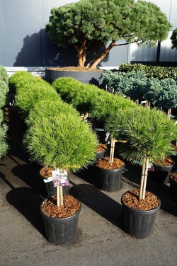 Pušis (Lot Pinus) 'Marie Bregeon' C18 STIEBAS 40 CM - nuotrauka 2