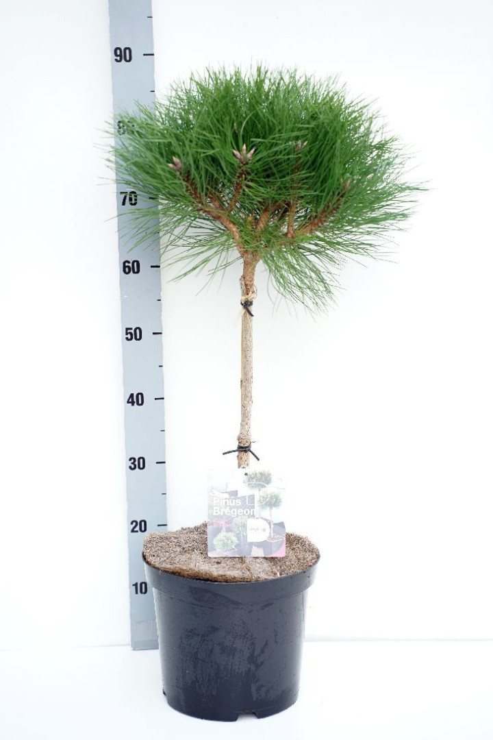 Pušis (Lot Pinus) 'Marie Bregeon' C7,5/P26 STIEBAS 40 CM